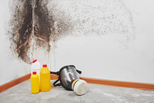 Best Mold Testing  in Springfield, NJ