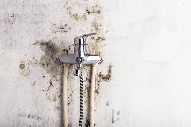 Home Mold Removal in Springfield, NJ