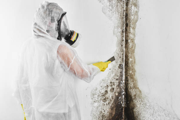 Best Crawl Space Mold Removal  in Springfield, NJ