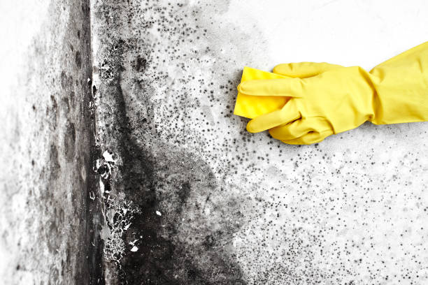 Best Mold Damage Repair  in Springfield, NJ