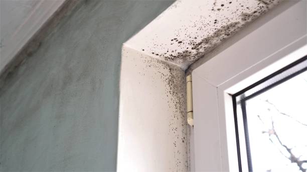 Best Office Mold Removal Services  in Springfield, NJ