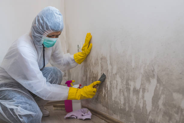 Best Local Mold Removal Service  in Springfield, NJ