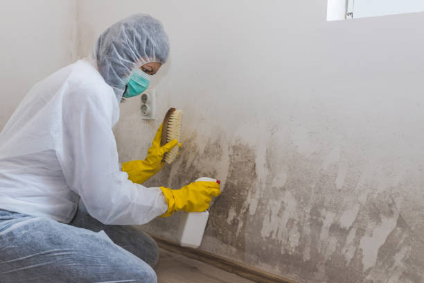 Best Emergency Mold Removal  in Springfield, NJ