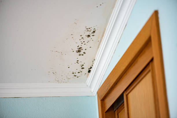 Best Residential Mold Removal  in Springfield, NJ