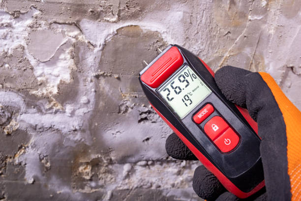 Best Toxic Mold Removal  in Springfield, NJ