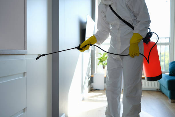 Best Attic Mold Removal  in Springfield, NJ