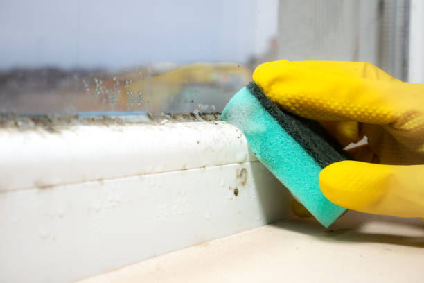 Best Black Mold Removal  in Springfield, NJ