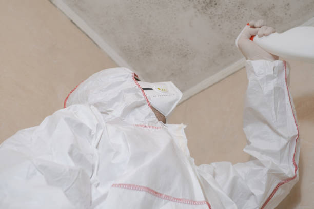 Best Fast Mold Removal  in Springfield, NJ
