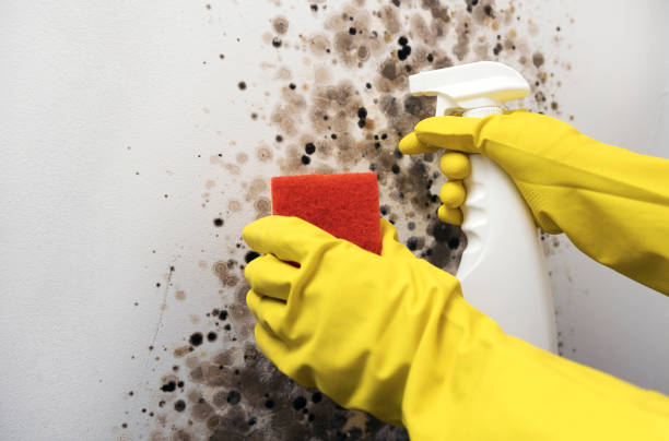 Best Home Mold Removal  in Springfield, NJ