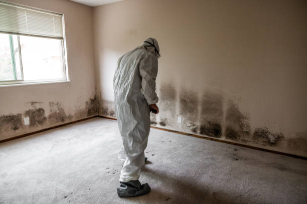 Mold Removal Process in Springfield, NJ