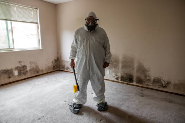 Best Local Mold Removal Service  in Springfield, NJ