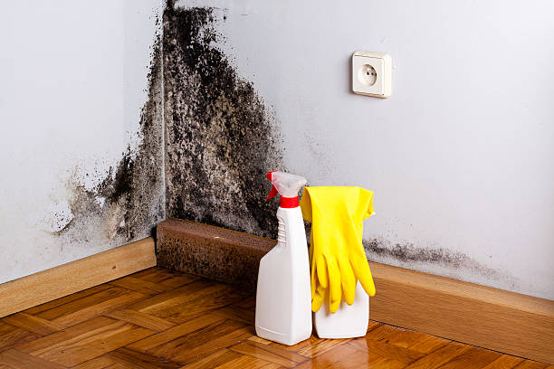Best Mold Removal Company Near Me  in Springfield, NJ