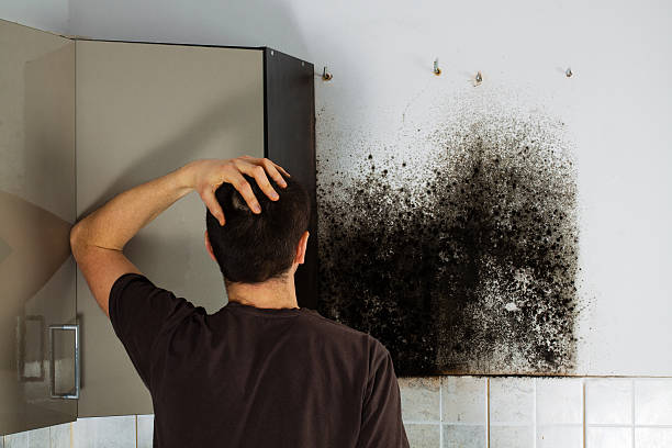 Best Mold Removal Near Me  in Springfield, NJ