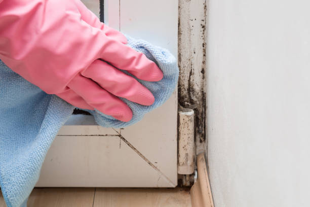 Professional Mold Removal in Springfield, NJ