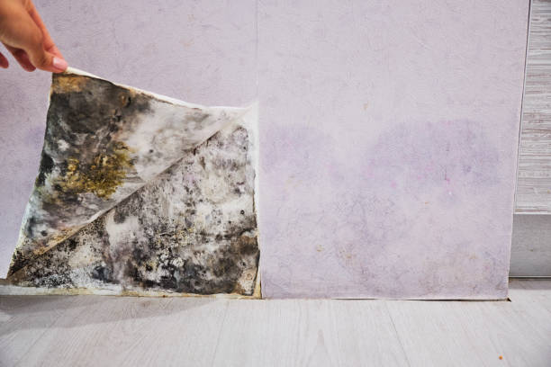 Best Attic Mold Removal  in Springfield, NJ
